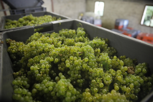 Champagne Pierre COURTOIS - 