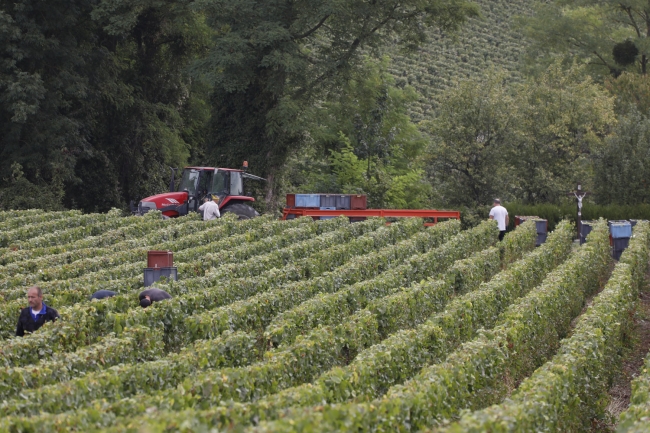 Champagne Pierre COURTOIS - 